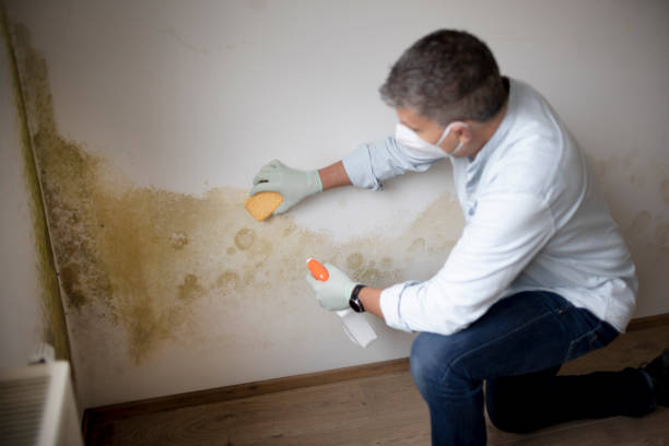 Environmental Consulting for Mold Prevention in Penn Valley, CA