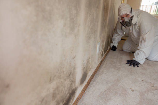  Penn Valley, CA Mold Removal Pros